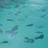 Wildlife, Wateralls